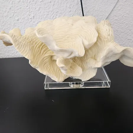 Bellevue 35 Avec Balcon Albi